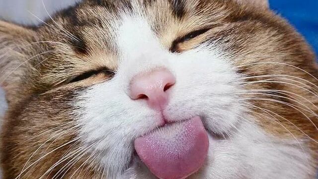 смотри какой котик